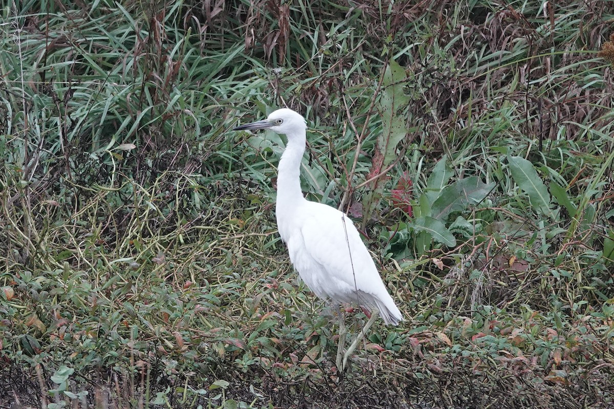 Little Blue Heron - ML643707250