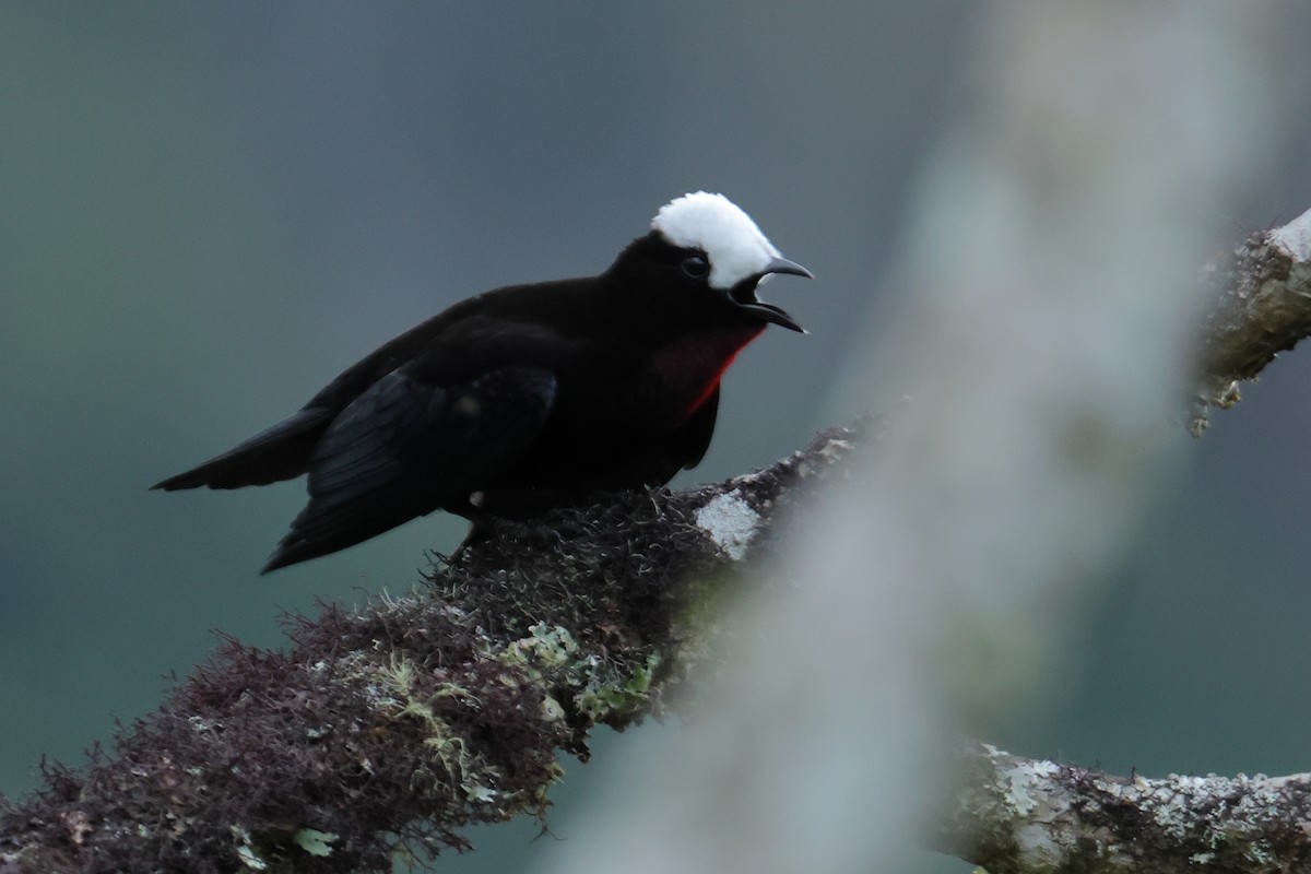 White-capped Tanager - ML643707288