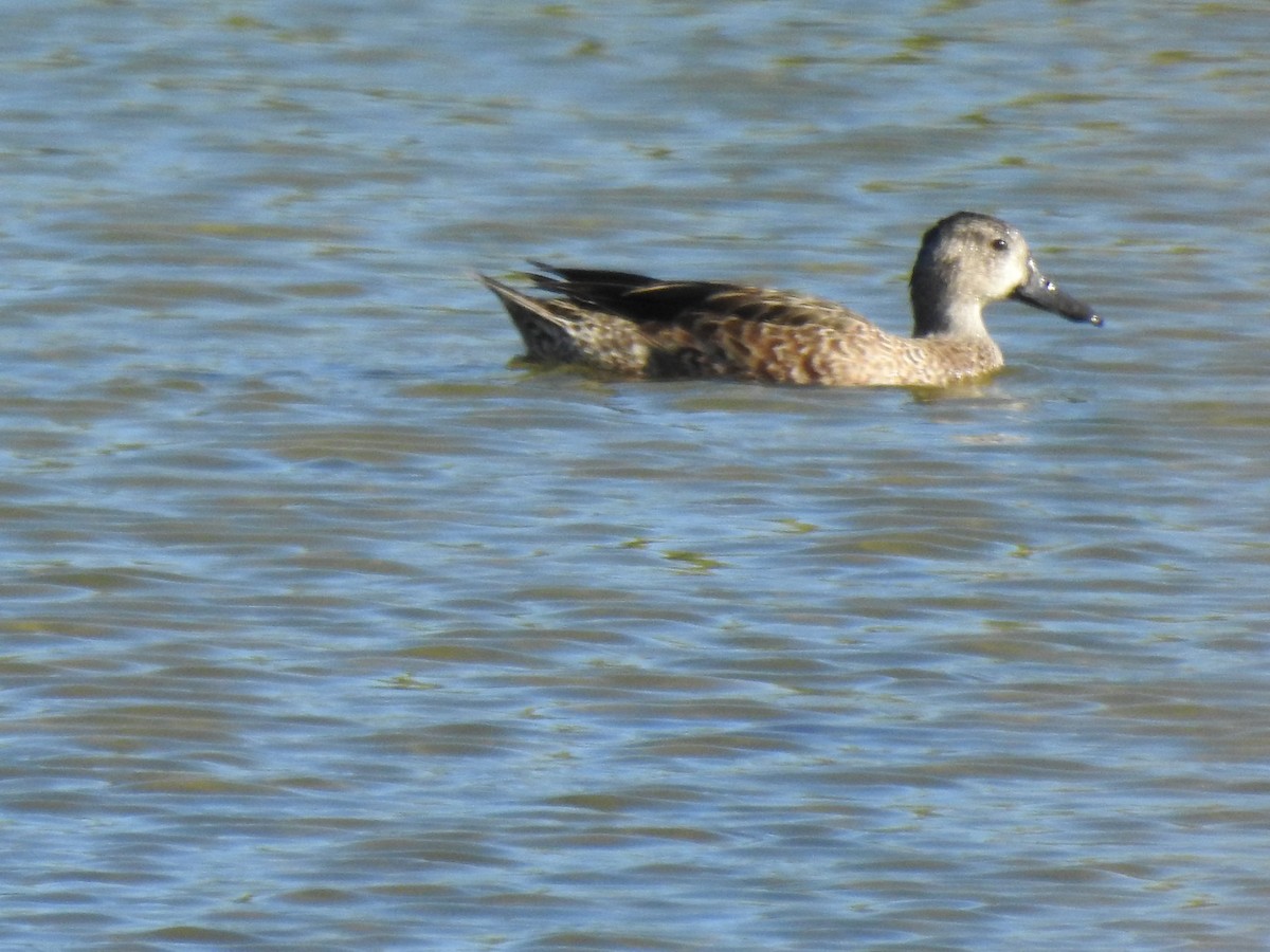 Blue-winged Teal - ML643707297