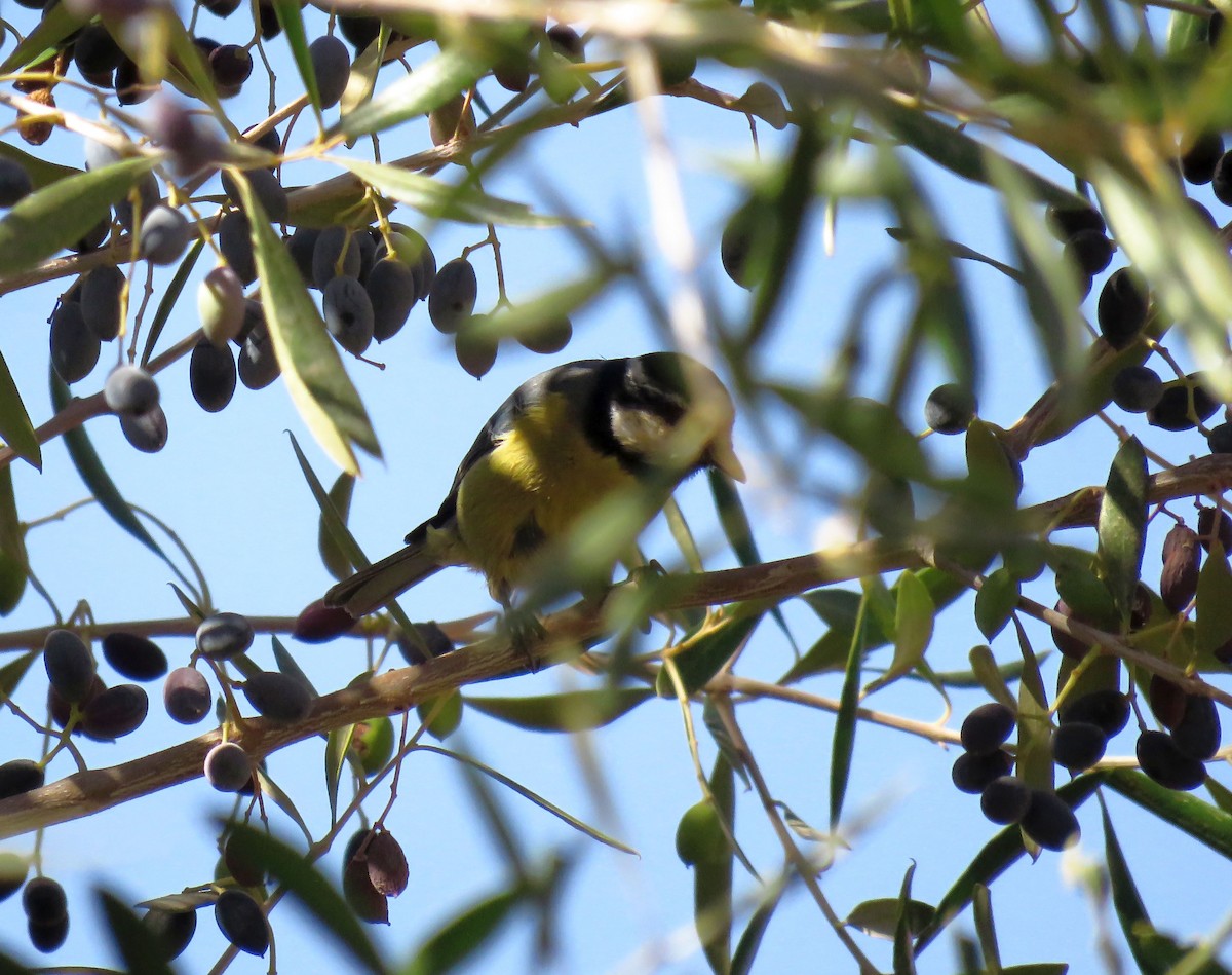African Blue Tit - ML643707302