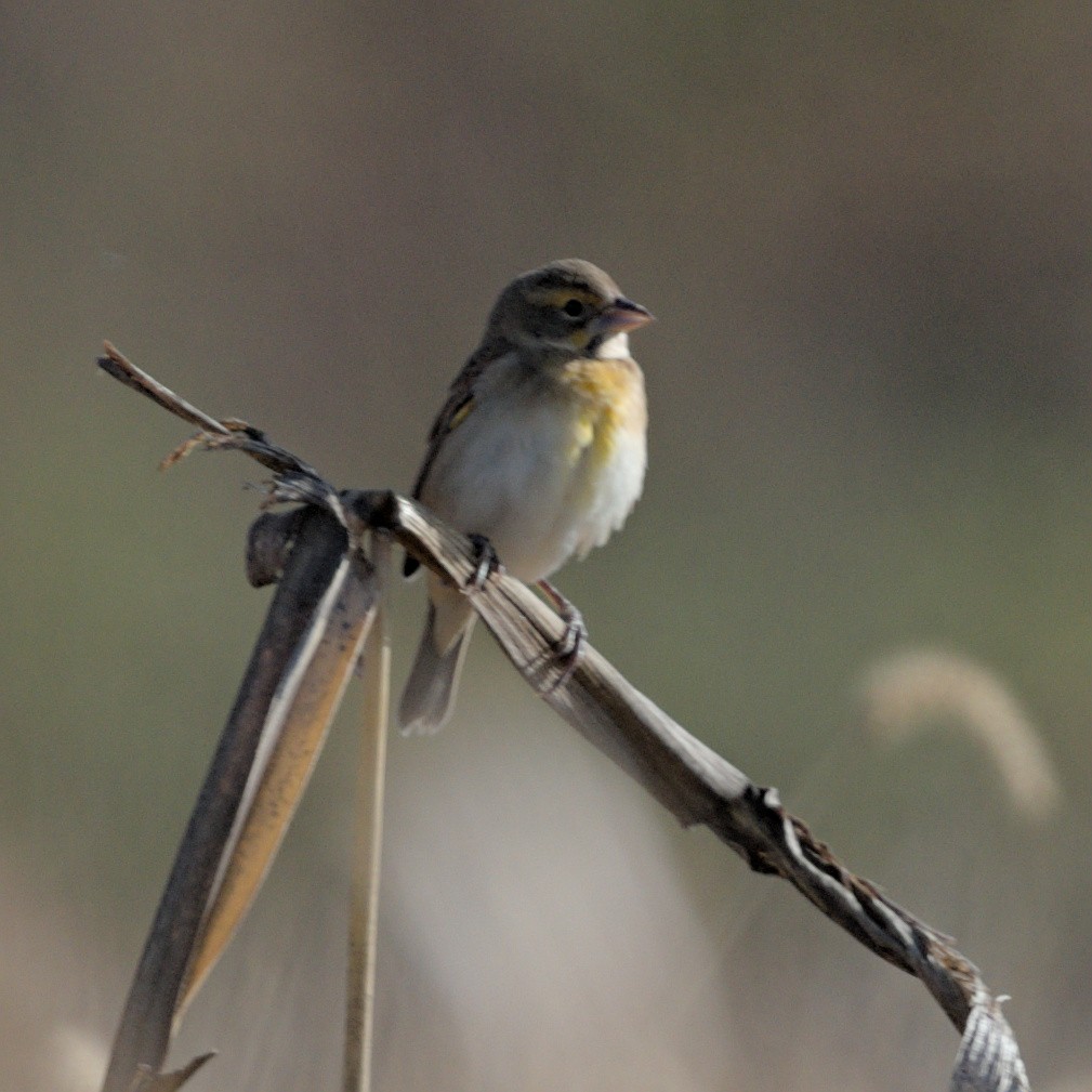 Dickcissel - ML643707316