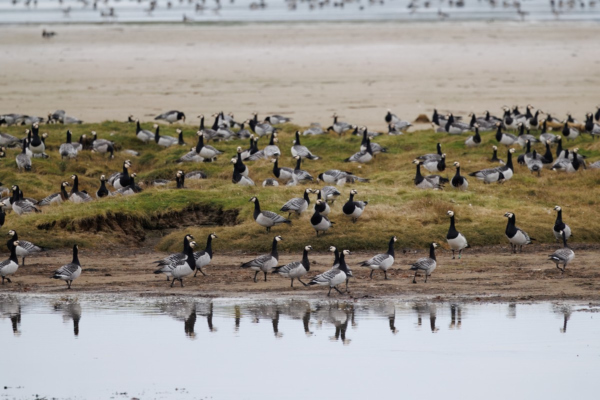 Barnacle Goose - ML643707317