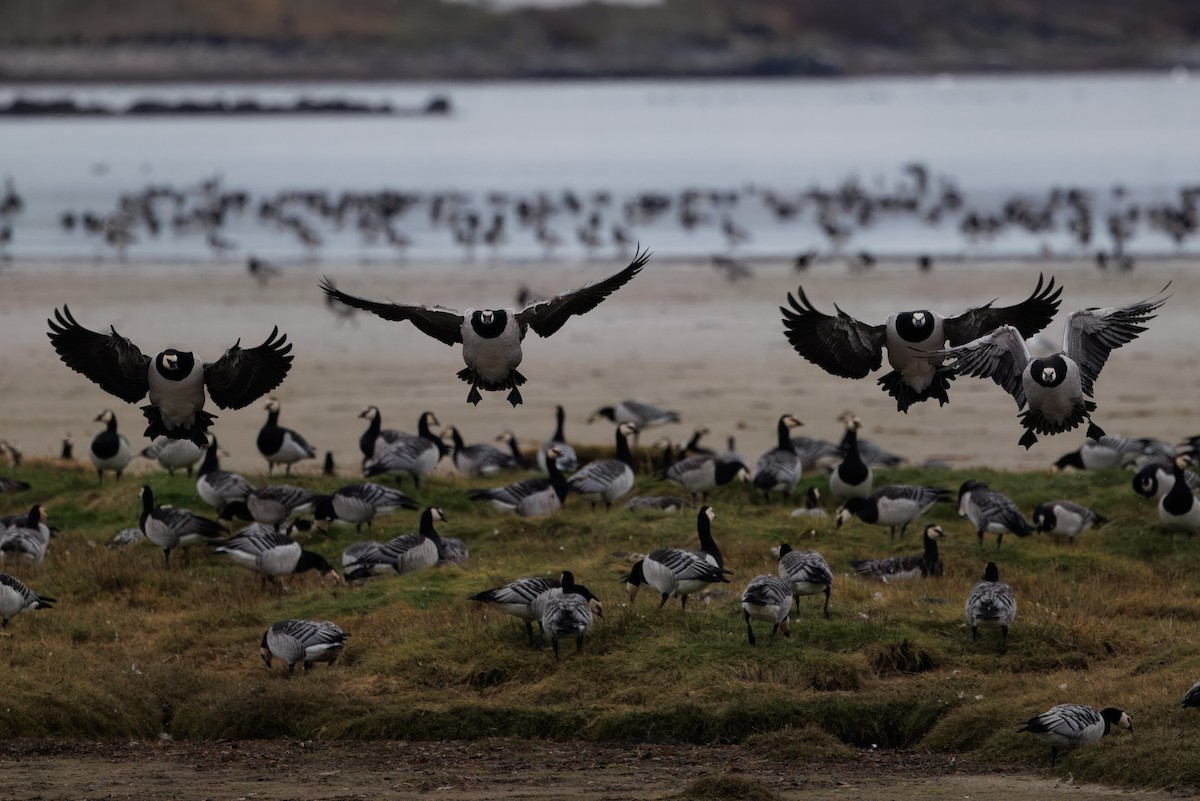 Barnacle Goose - ML643707319