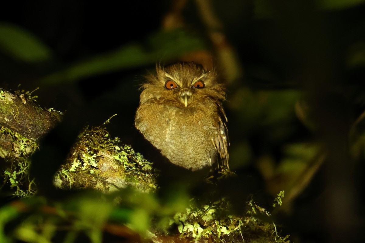 Long-whiskered Owlet - ML643707320
