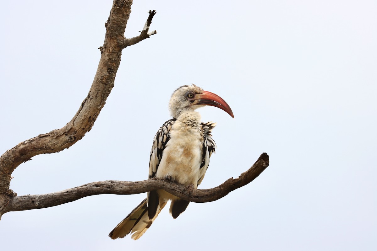 Northern Red-billed Hornbill - ML643707326