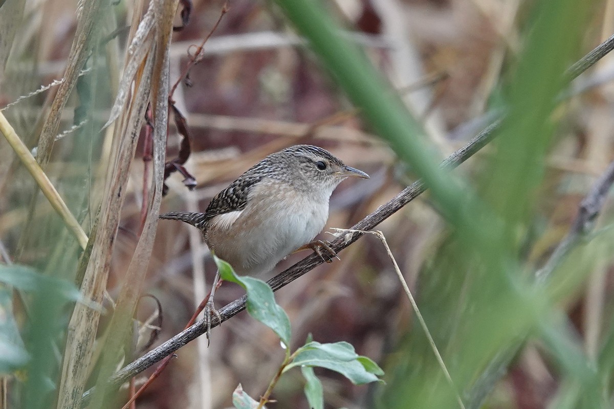 Sedge Wren - ML643707328