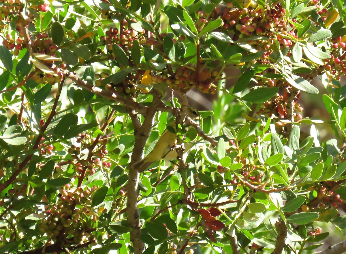 Pouillot ibérique - ML643707331