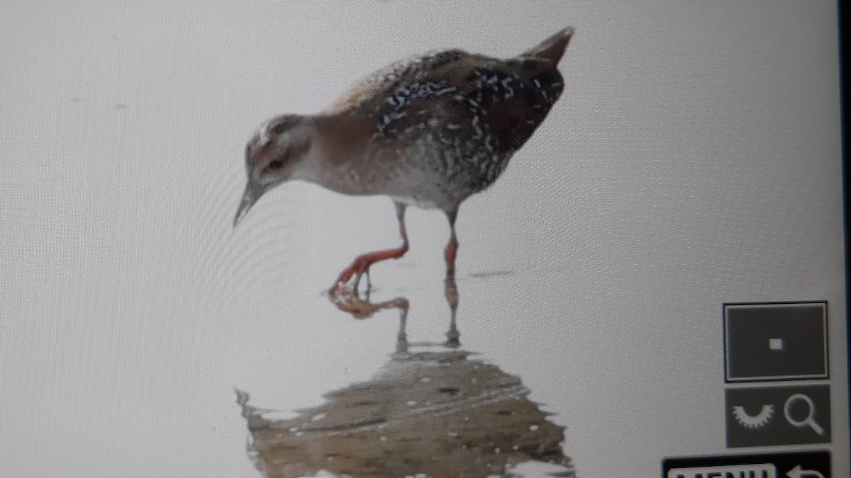 Baillon's Crake - ML643707343