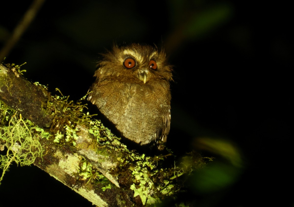 Long-whiskered Owlet - ML643707344