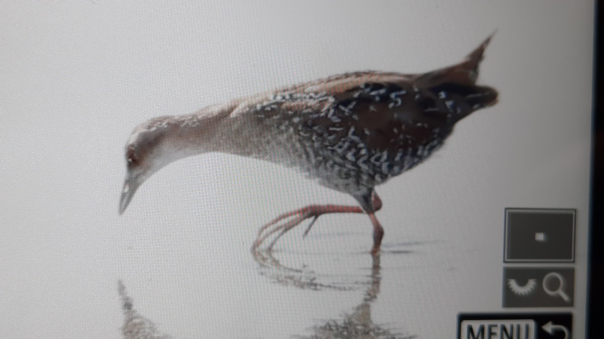 Baillon's Crake - ML643707345