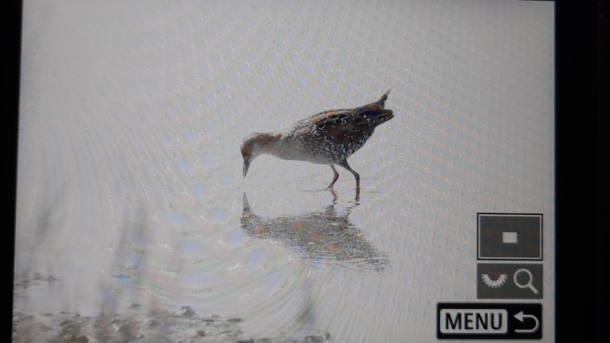 Baillon's Crake - ML643707346