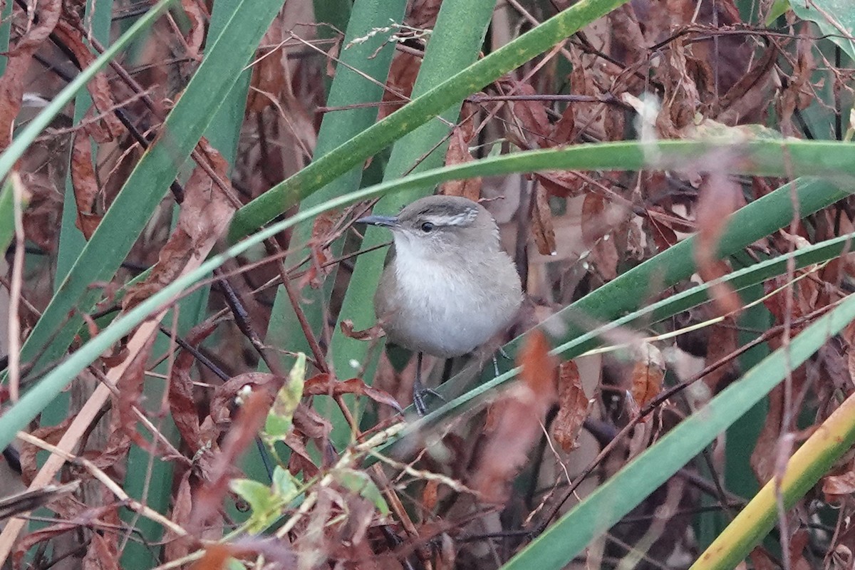 Marsh Wren - ML643707352