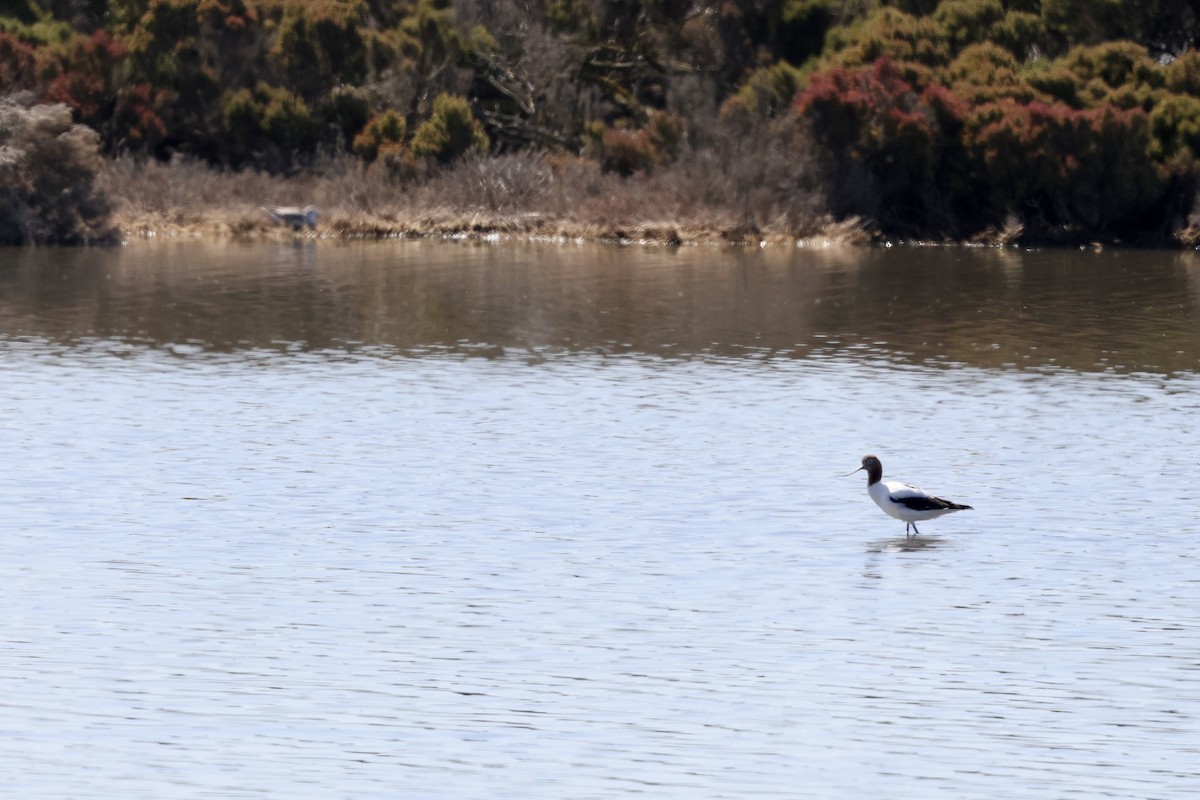 Red-necked Avocet - ML643707356