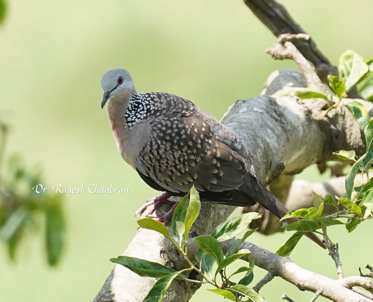 Spotted Dove - ML643707358