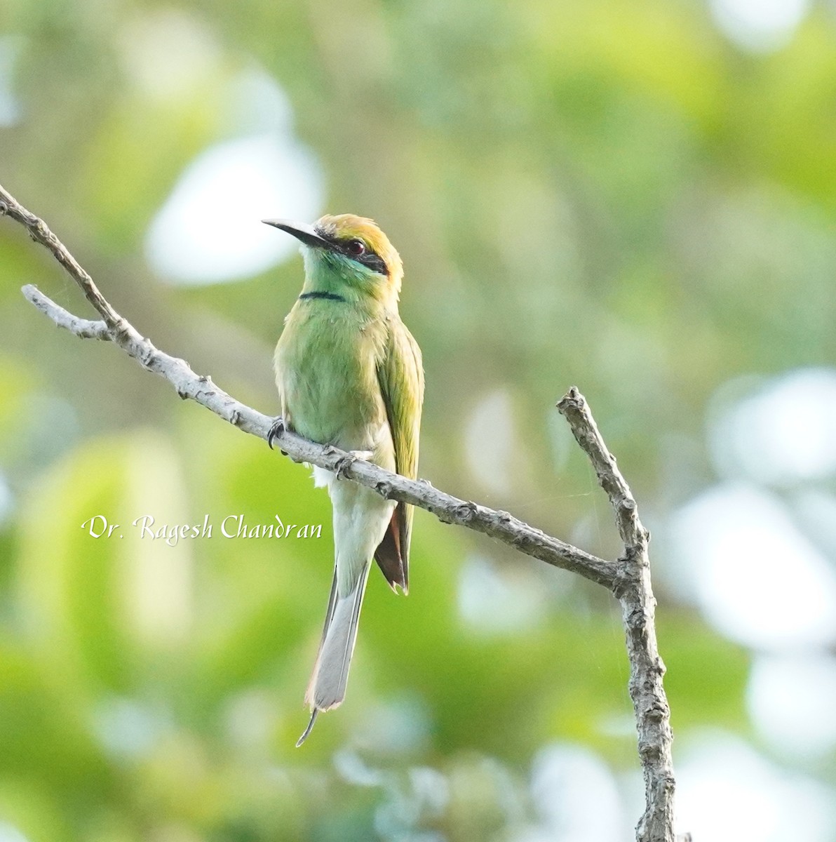 Asian Green Bee-eater - ML643707379