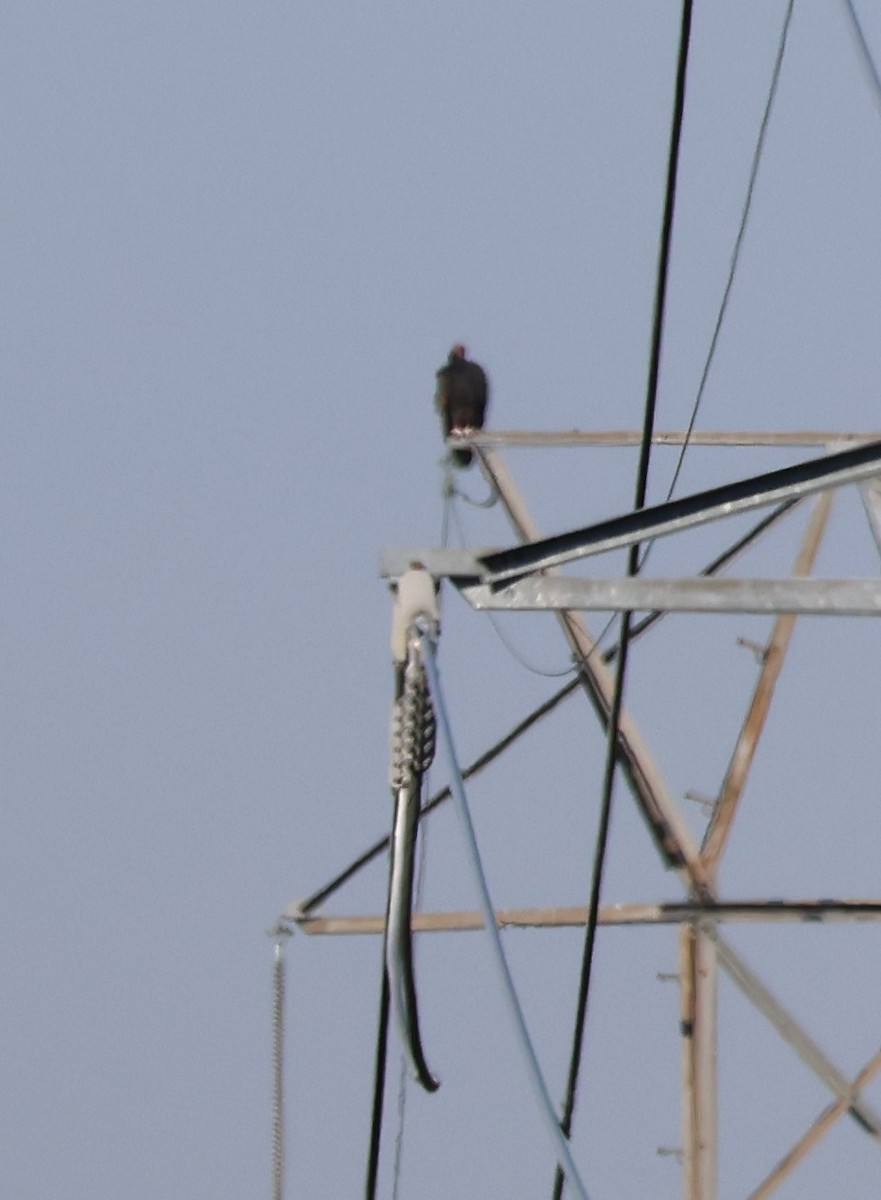 Turkey Vulture - ML643707388