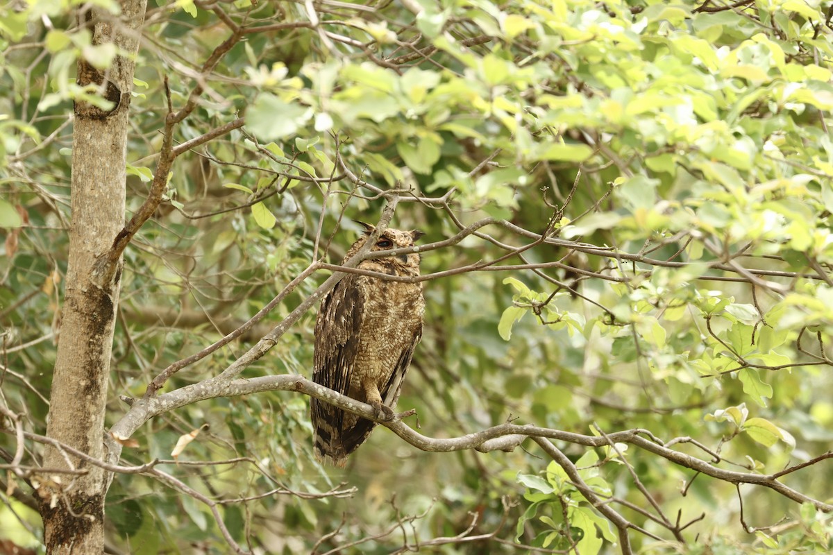 Grayish Eagle-Owl - ML643707400