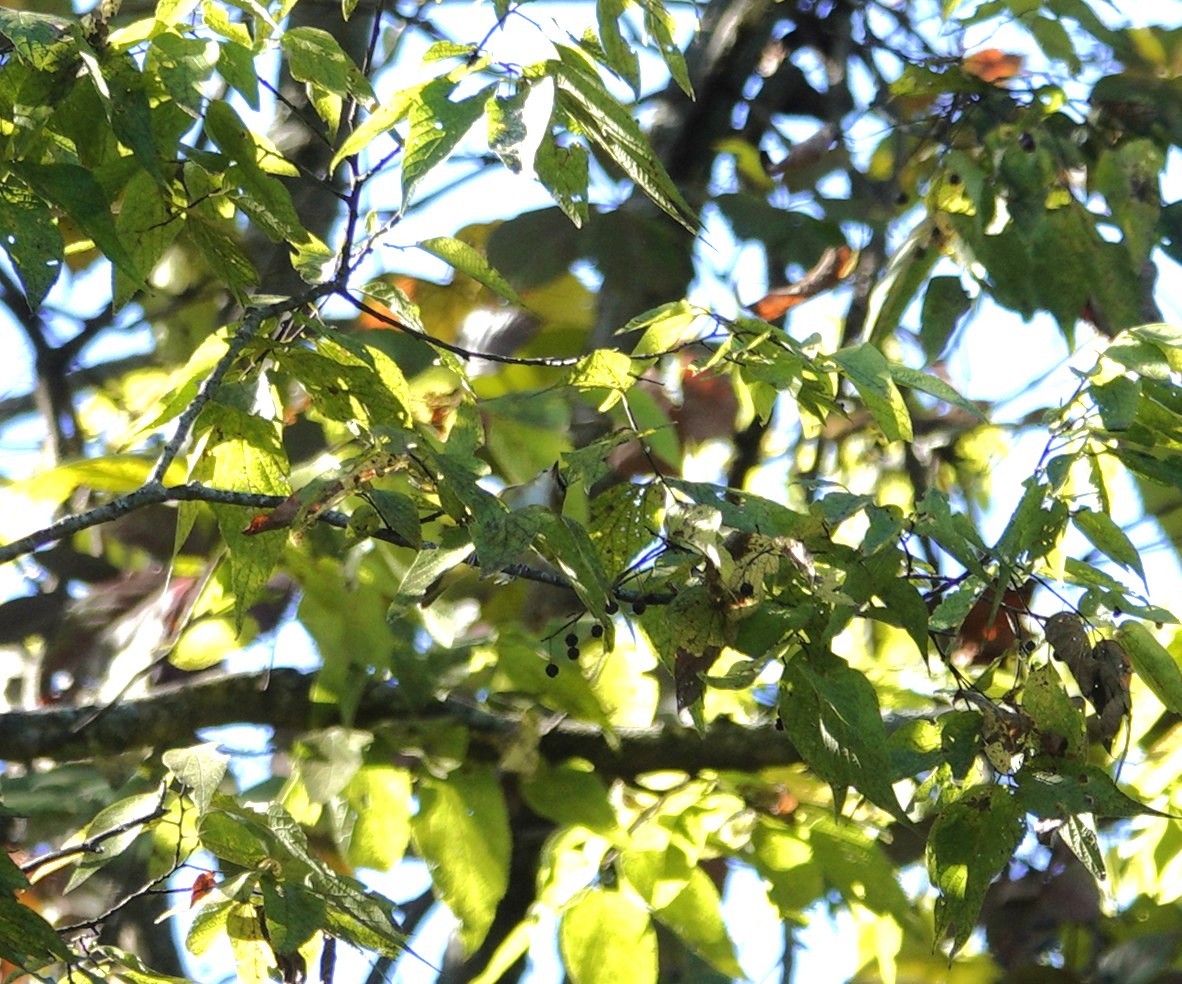 rødøyevireo - ML643707409