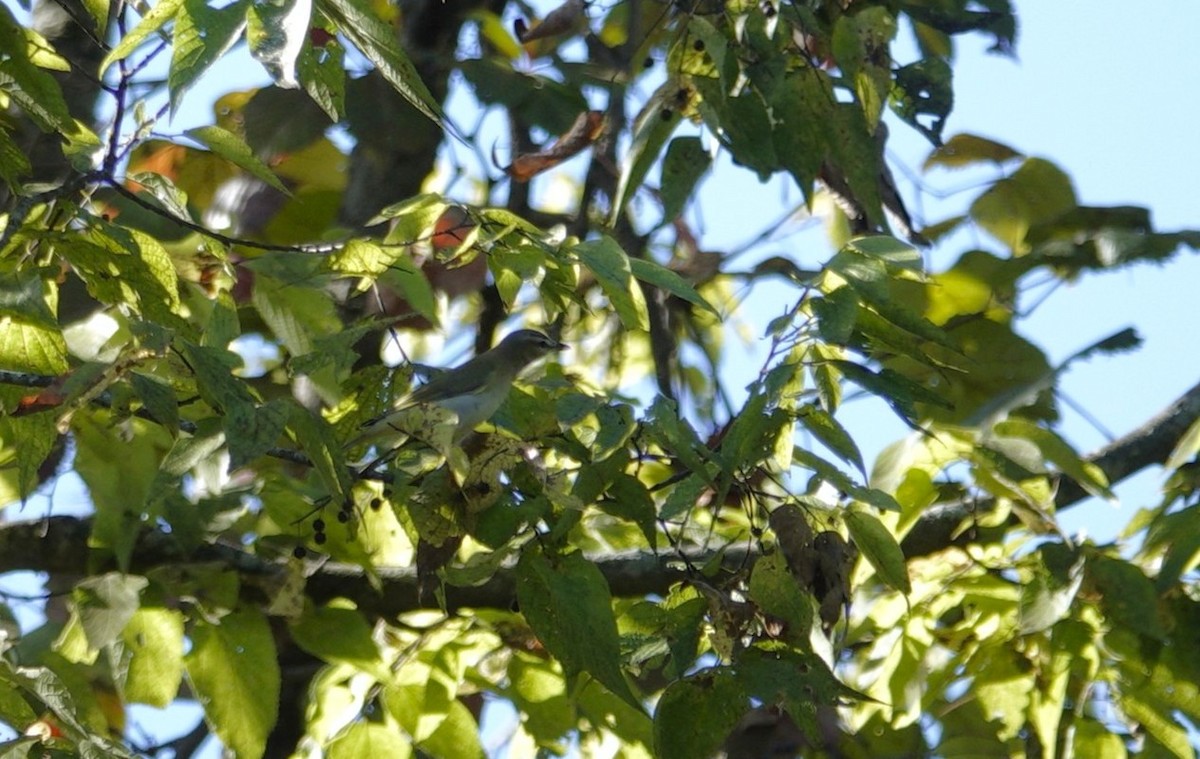 rødøyevireo - ML643707410