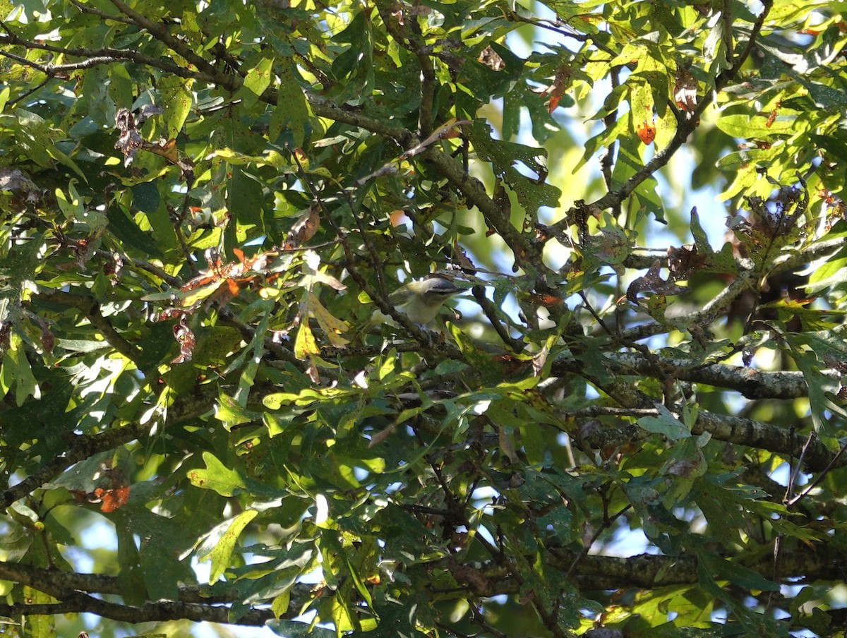 rødøyevireo - ML643707411