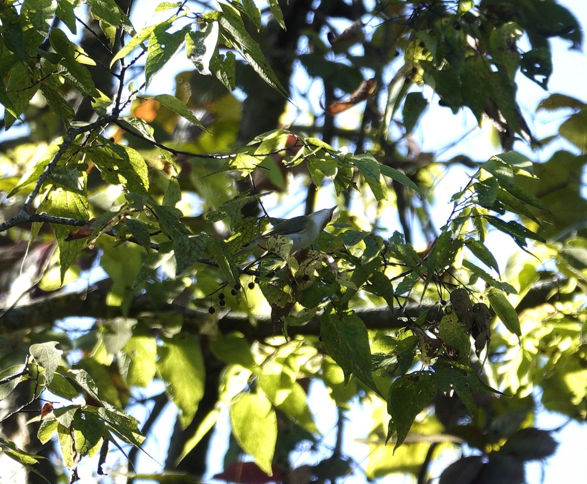 rødøyevireo - ML643707412