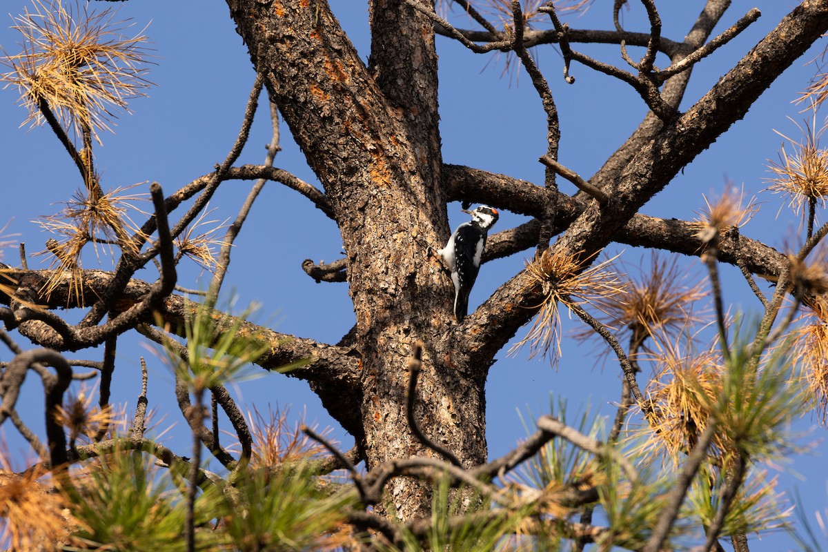 Hairy Woodpecker - ML643707413