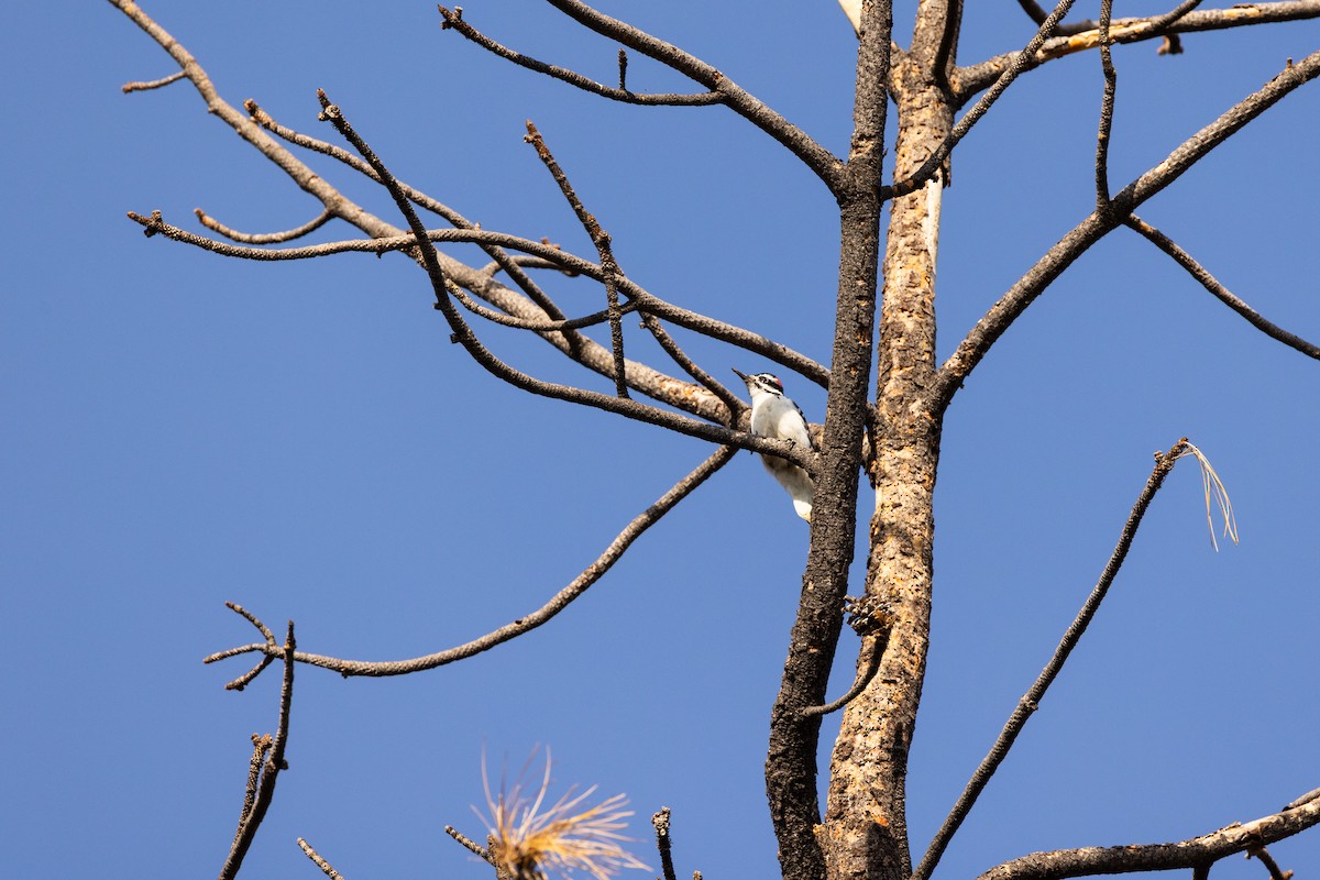 Hairy Woodpecker - ML643707414