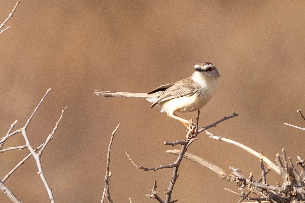 Pale Prinia - ML643707419