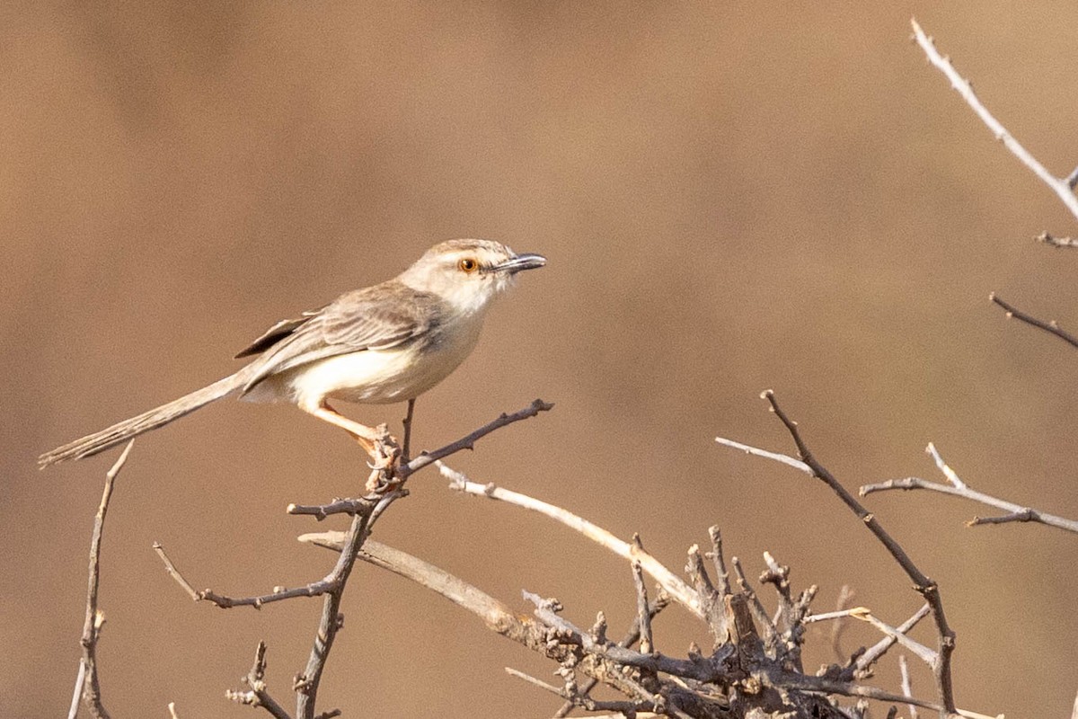 Pale Prinia - ML643707420