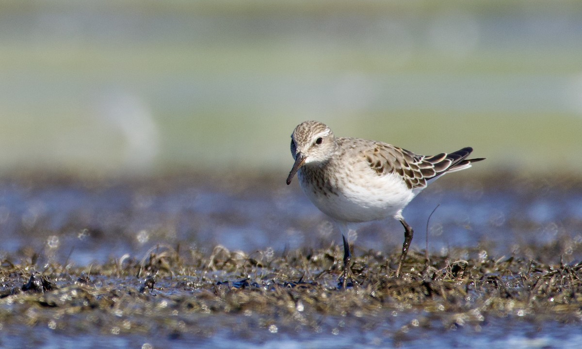White-rumped Sandpiper - ML643707424