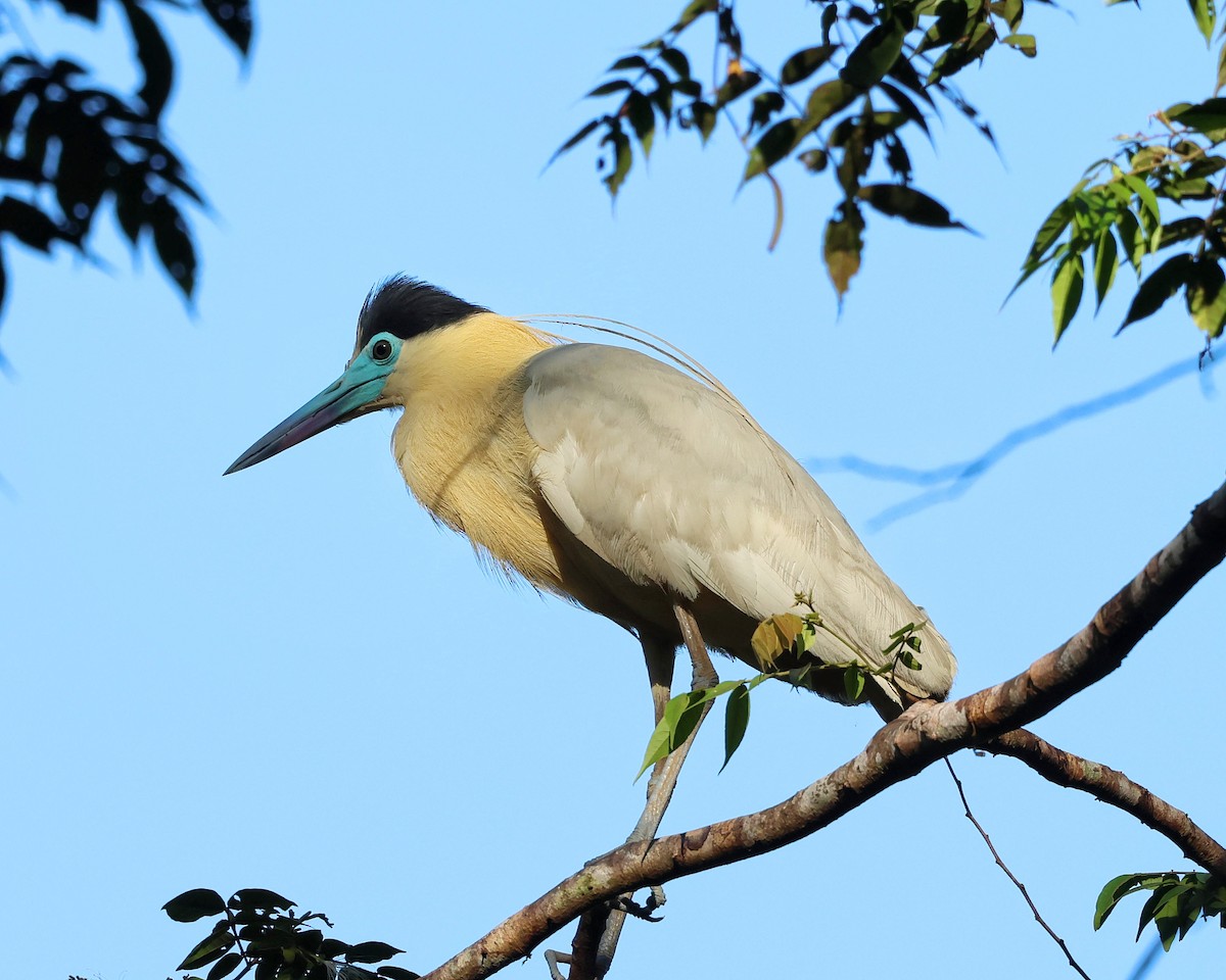 Capped Heron - ML643707458