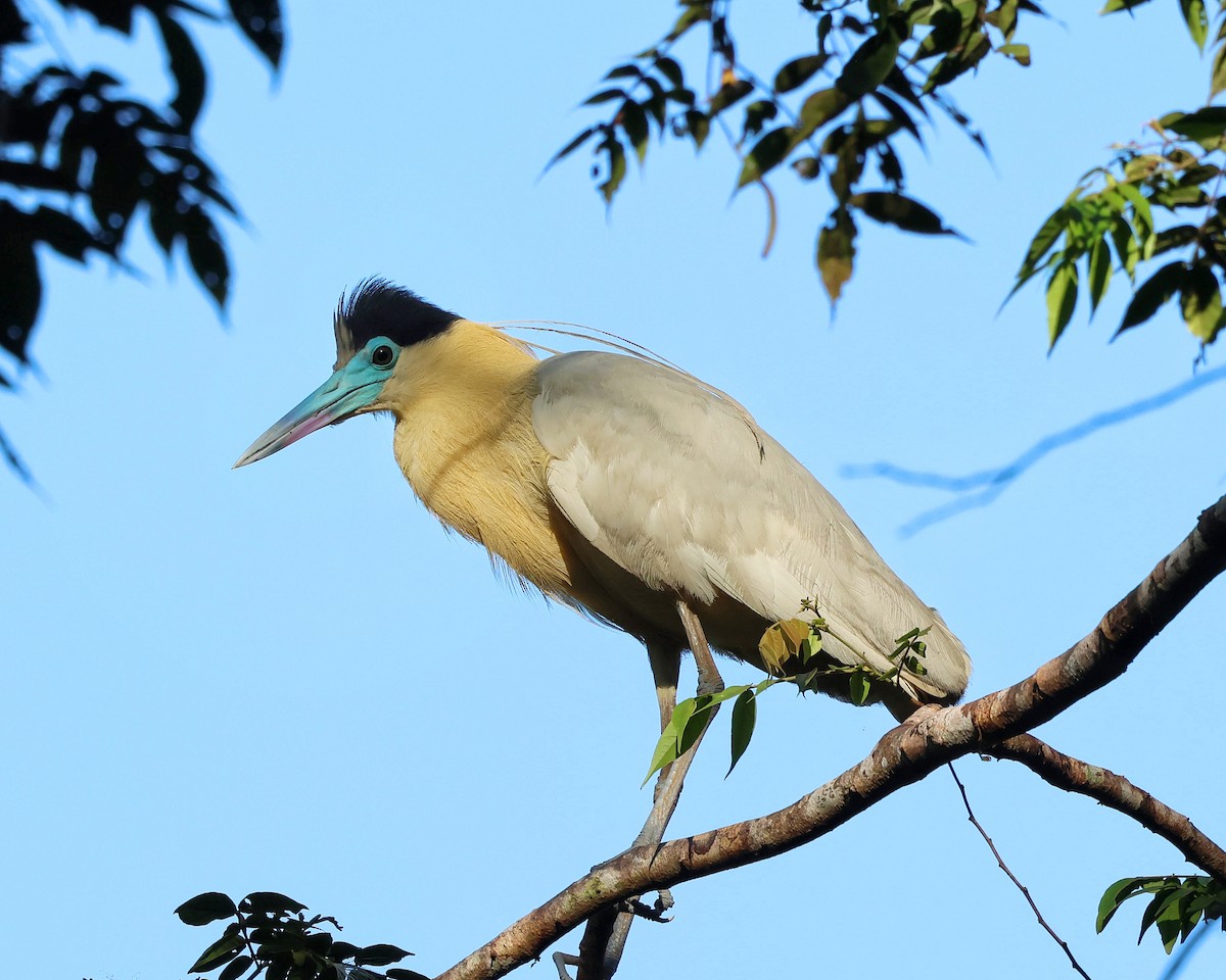 Capped Heron - ML643707459