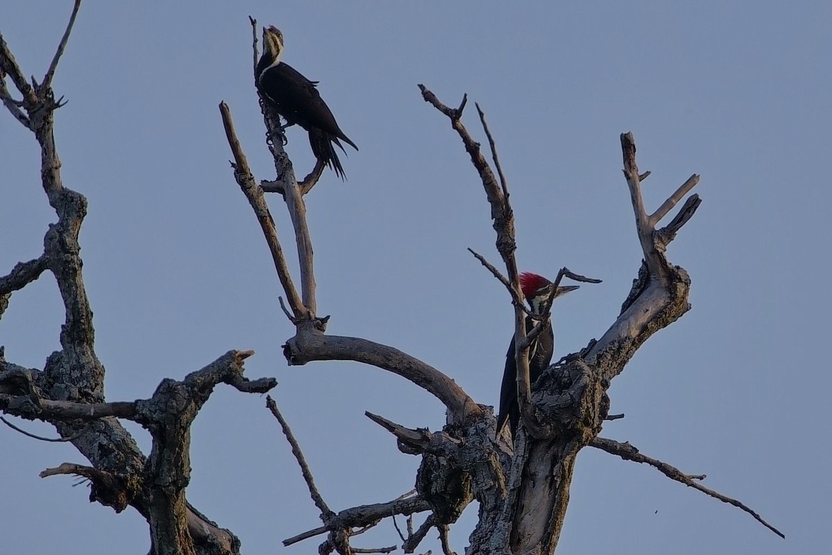 Pileated Woodpecker - ML643707460