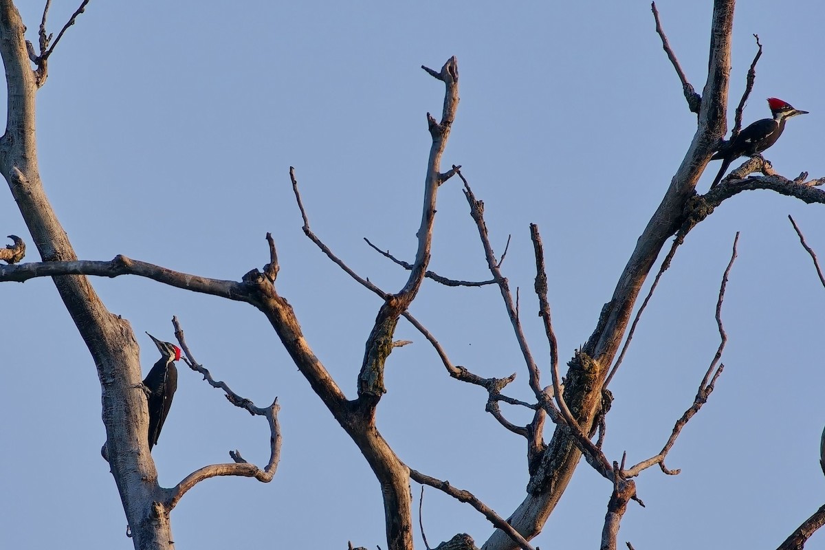 Pileated Woodpecker - ML643707461
