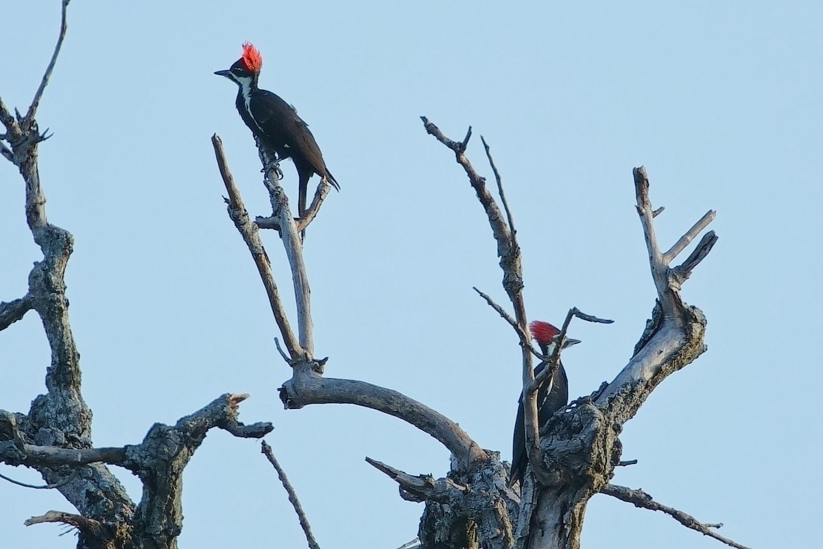 Pileated Woodpecker - ML643707462