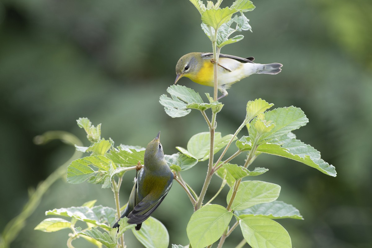 Northern Parula - ML643707471
