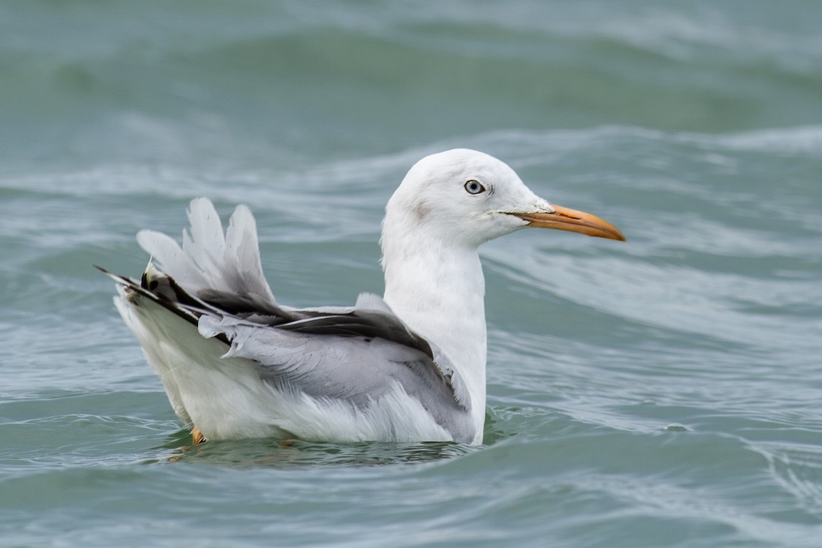 Slender-billed Gull - ML643707496