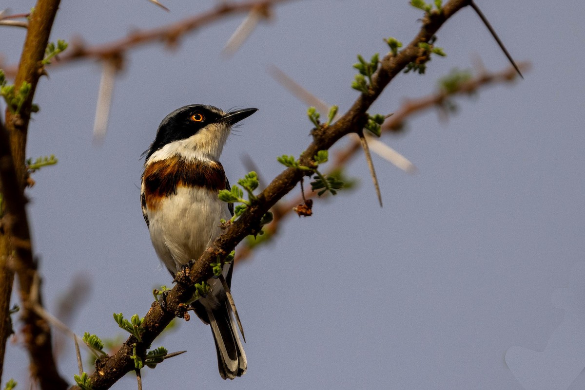 Pygmy Batis - ML643707498