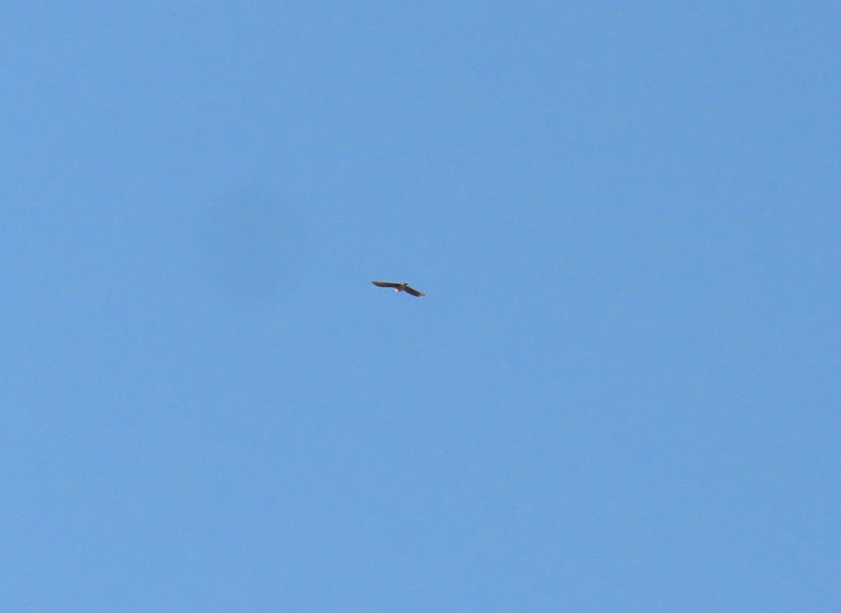 Kalandria eurasiarra - ML643707513