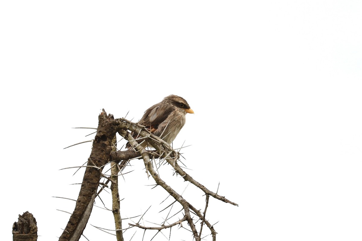 Yellow-billed Shrike - ML643707516