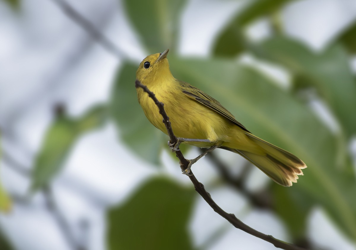 Northern Yellow Warbler - ML643707534