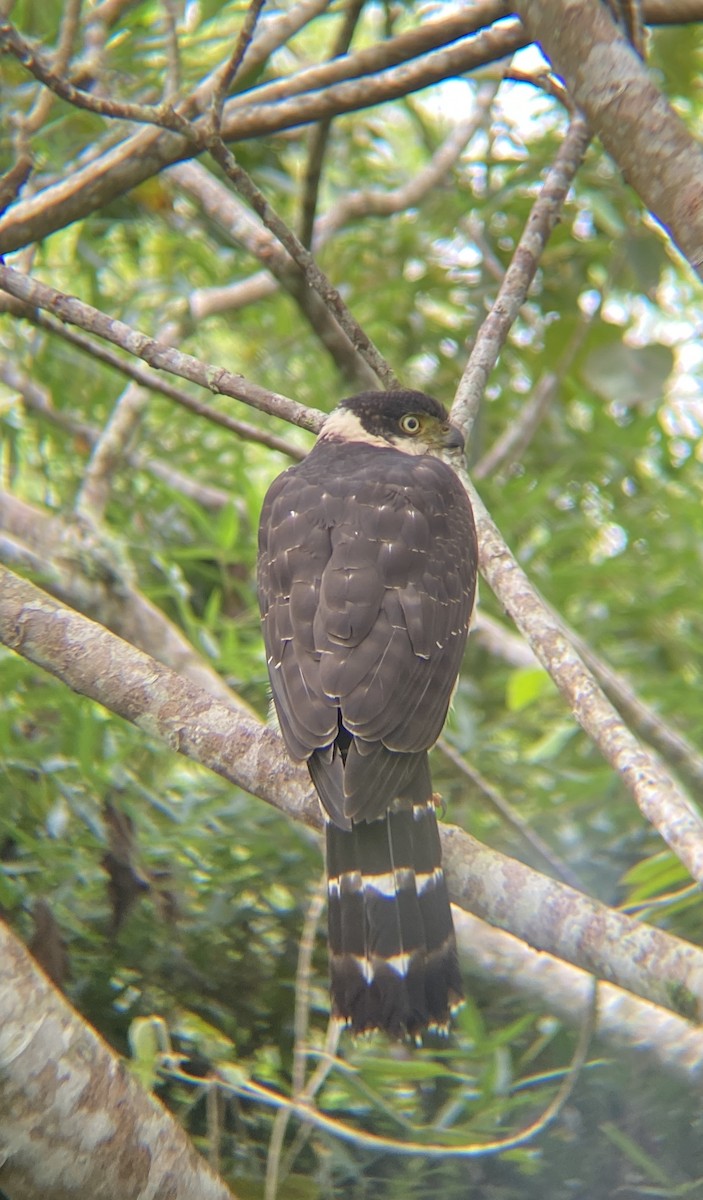 Bicolored Hawk - ML643707536