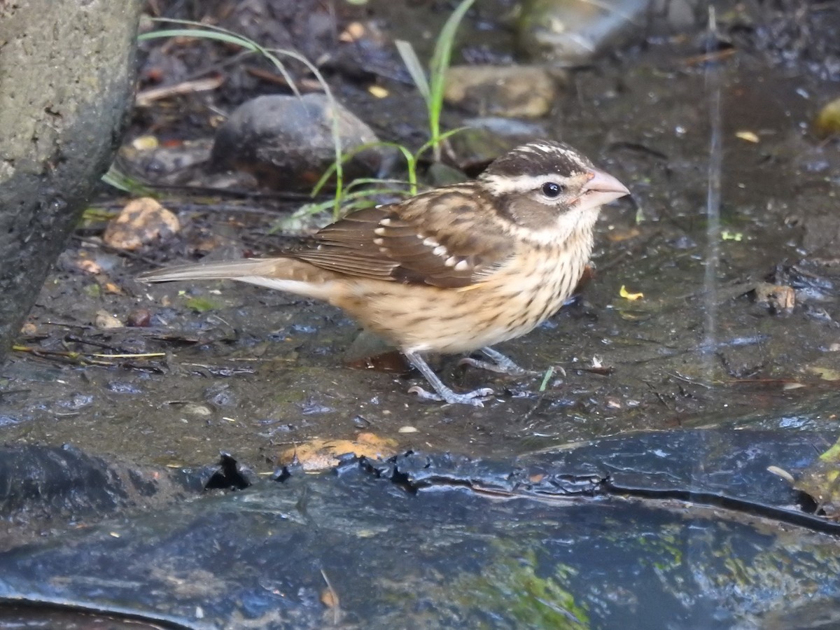 Rose-breasted Grosbeak - ML643707537