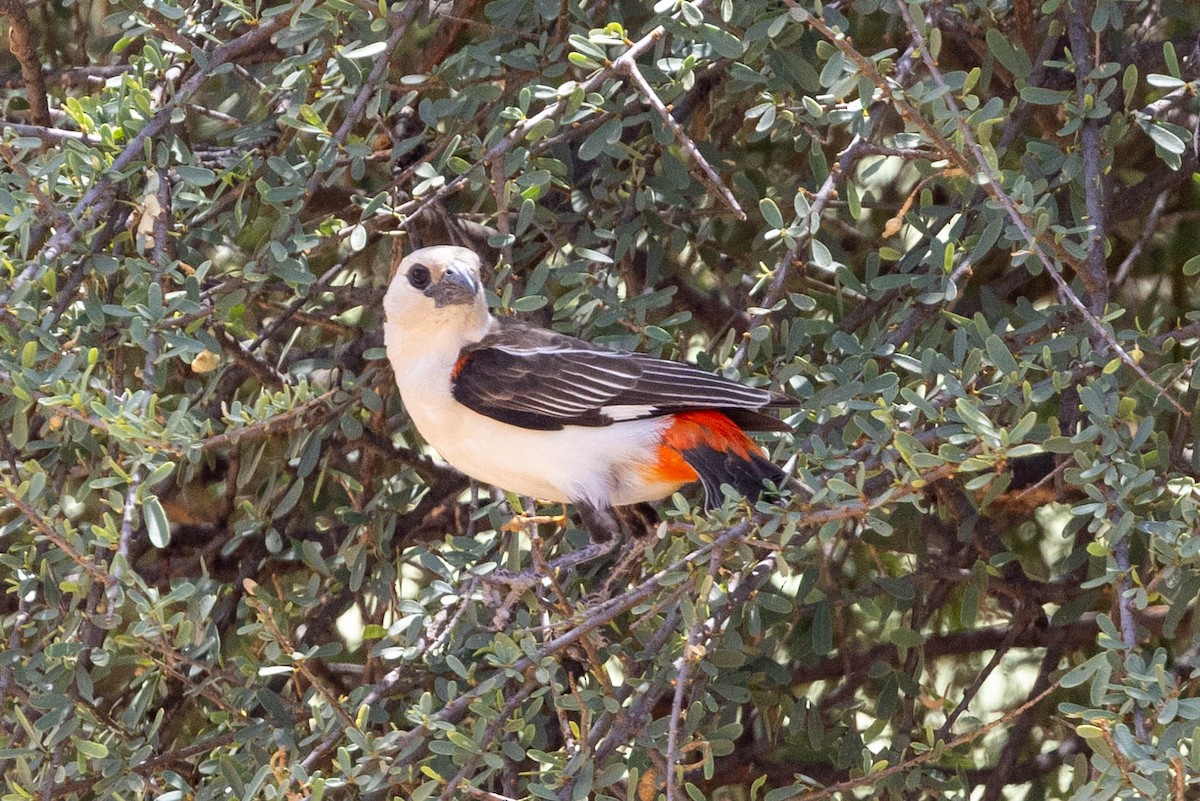 Alecto à tête blanche - ML643707540