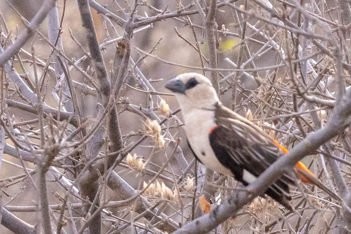 Alecto à tête blanche - ML643707541