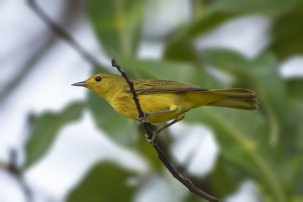 Northern Yellow Warbler - ML643707545