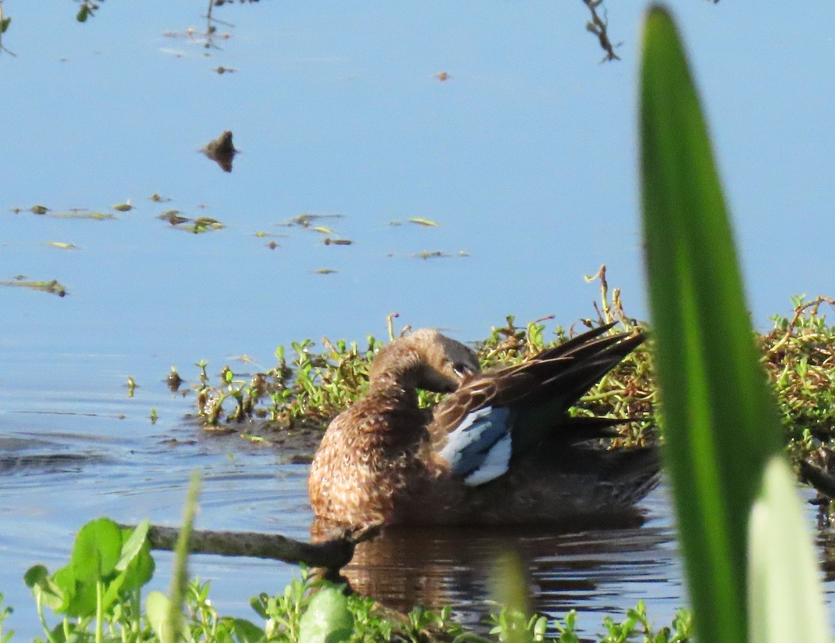 Blue-winged Teal - ML643707550