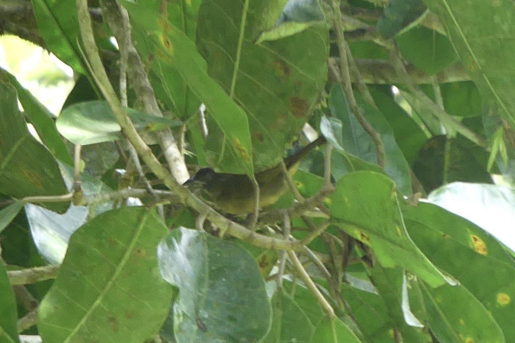 Buff-rumped Warbler - ML643707553