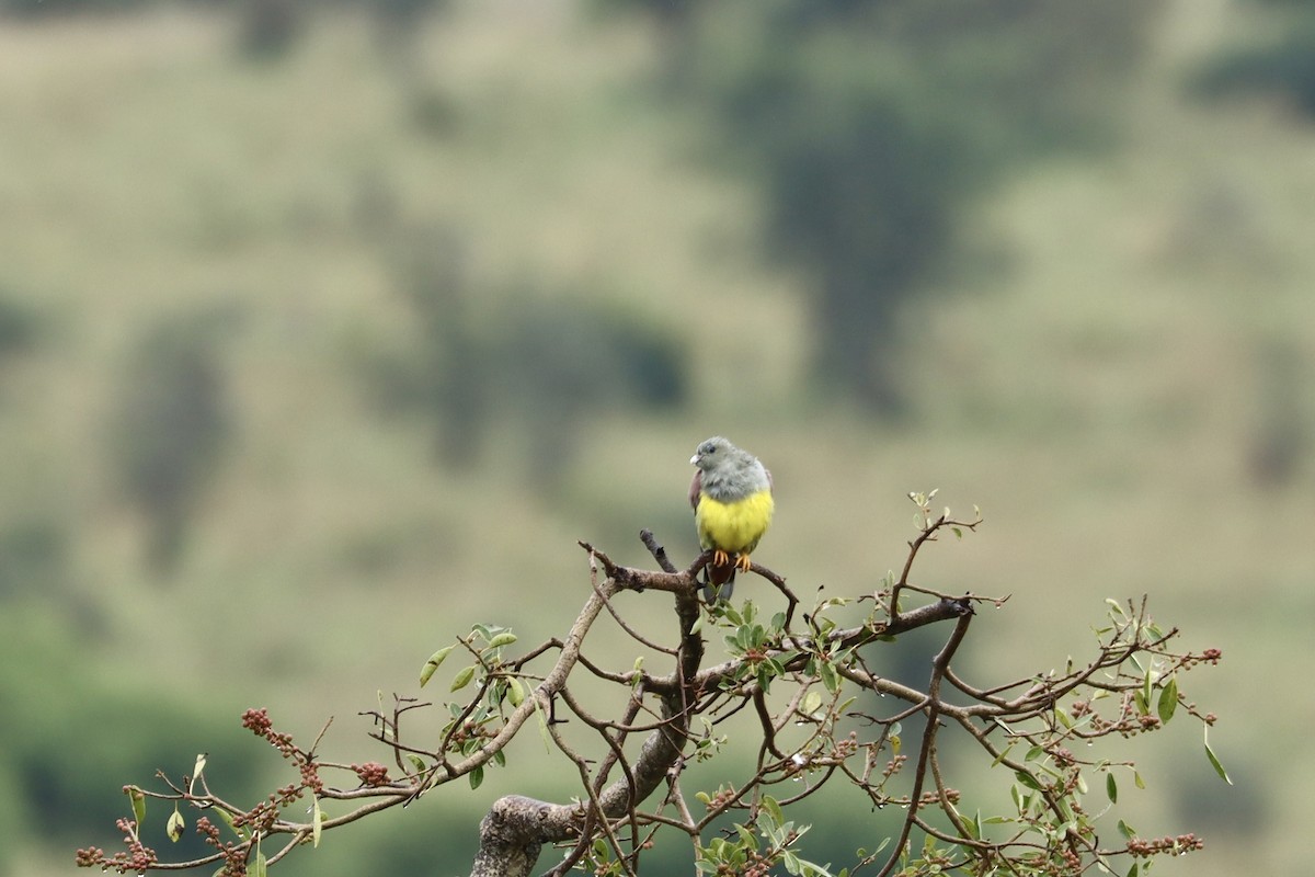 Bruce's Green-Pigeon - ML643707559