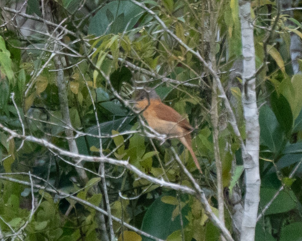 Chestnut-crowned Becard - ML643707592
